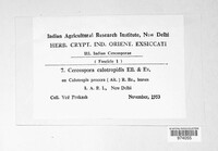 Clypeosphaerella calotropidis image